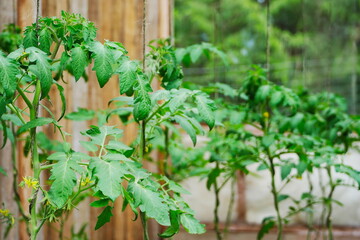 Tomato plants growing up strings in a greenhouse