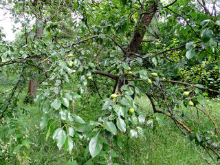 pear tree, young pears on a blurry green background