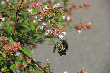 アベリアの花で吸蜜中のアゲハチョウ