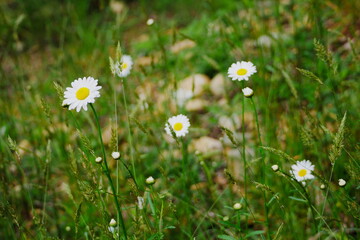 Daisies growing in a wildflower meadow
