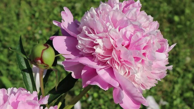 Beautiful large pink peony flower in the summer garden. A light breeze tears the petals off the flowers. Beautiful natural floral background