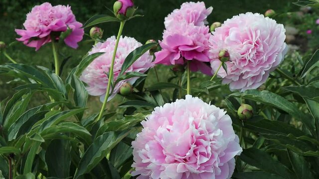 Group of large pink flowers of fresh peonies and buds in a summer garden. A light breeze sways the branches. Beautiful natural floral background