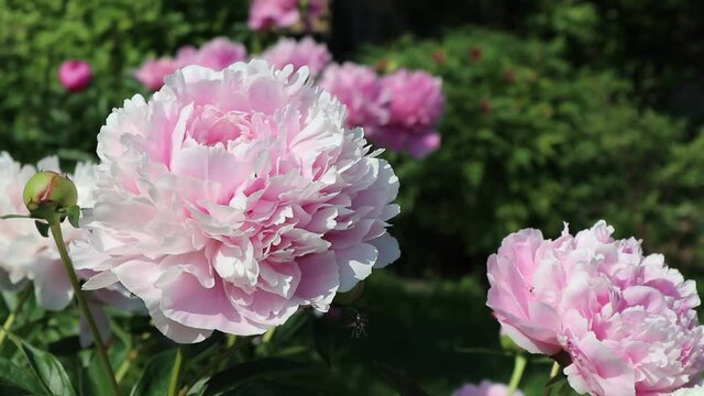 Close-up view of fresh large pink peonies at summer garden. Bugs and flies fly from flower to flower. Beautiful natural floral background