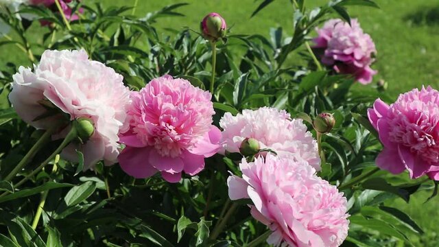 A warm summer breeze sways the branches of a blooming fresh pink peony against a green lawn on a sunny day. Ants run through the plants. Bright floral background                                       