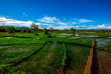 The natural background of green rice paddies and large trees surrounded by cool breezes, seen in rural tourist attractions.
