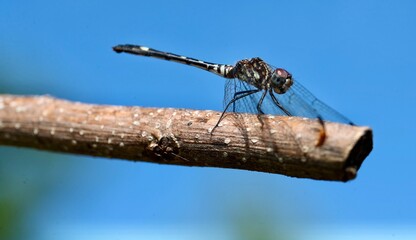 Wild life of a dragon fly