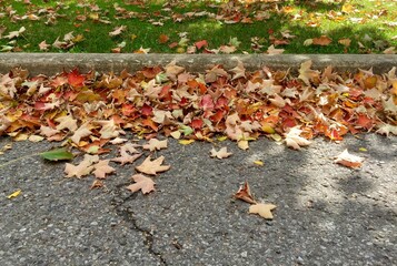 Dried maple leaves fallen on pavement in early fall/autumn