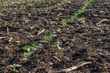Cucumber planted in long rows