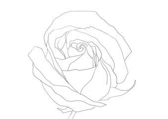 hand drawing line art of spring rose flower