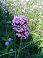 Obraz premium purple flowers in a garden