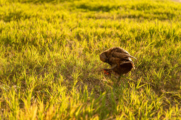 Khaki Campbell duck on a bright green lawn