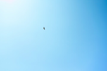 青空と鳥