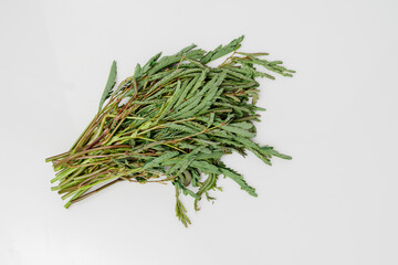 Mimosa vegetables placed on a white background.
