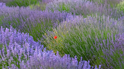 Obraz premium Lavender field in Provence, colorful landscape in spring, with a poppy 