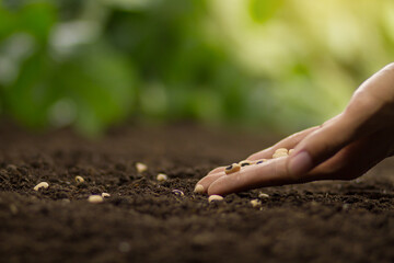 Hand growing seed of vegetable on soil, sowing seed and vegetable garden concept.