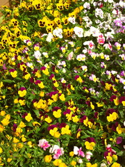 朝の花壇に咲くビオラ