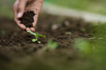 Farmer hand pouring soil to sprout at home vegetable garden