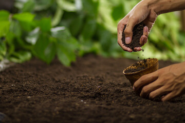 Hand pouring soil into a pot preapre grow vegetable or flower
