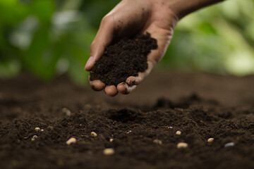 Hand of farmer pouring a soil on seed of vegetable at home garden