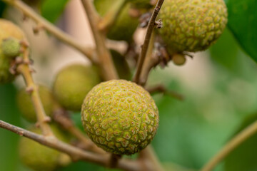 The young fruit of the Lamyai tree.
