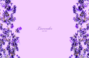 Lavender flowers on a lilac background. Lavender background. Place for text.