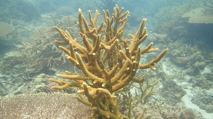 coral found at coral reef area at Tioman island, Malaysia
