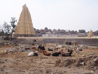 Cows resting with the Hampi Ruins behind, Hampi, Karnataka, South India, India