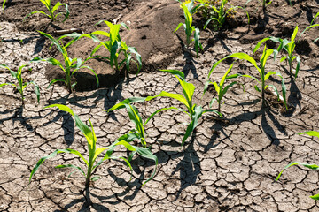 Corn plant in a newly grown farm