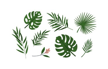 Set of different tropical green leaves or branches vector flat illustration. Collection of natural exotic foliage of jungle plants isolated on white. Seasonal botanical herbs and blossom flowers