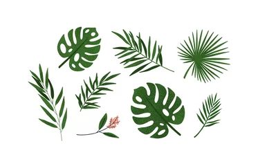 Zelfklevend Fotobehang Monstera Set of different tropical green leaves or branches vector flat illustration. Collection of natural exotic foliage of jungle plants isolated on white. Seasonal botanical herbs and blossom flowers