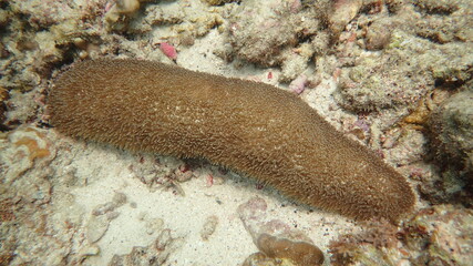 mushroom coral found at coral reef area at Tioman island, Malaysia