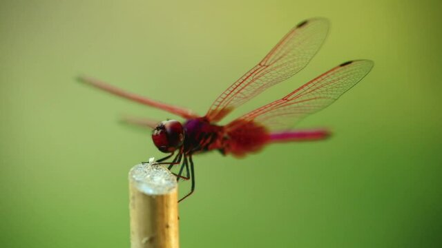 Male dragonfly red scarlet darter insect outdoors with nature background, insect footage close up full frame.