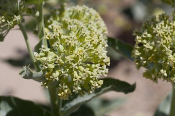 Flower Umbel in shades of white and yellow on Desert Milkweed, Asclepias Erosa, Apocynaceae, native Herbacous Perennial in the margins of Twentynine Palms, Southern Mojave Desert, Springtime.