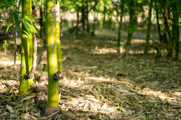 Green bamboo garden panoramic photo, planted to eat trees.