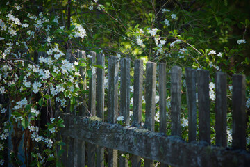 An old dilapidated fence is surrounded by vegetation.