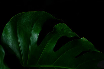 fresh green monstera plant leaf isolated with dark background. tropical summer background. copy space for text advertising © muhammad