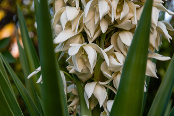 Beautiful flowering yucca plant in Los Angeles, Southern California