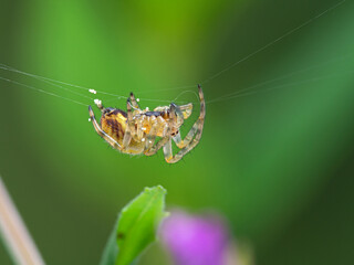 P1010123  close-up of a tiny orbweaver spider on its web cECP 2020 cECP 2020