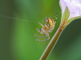 P1010127 close-up of a tiny orbweaver spider building a web cECP 2020