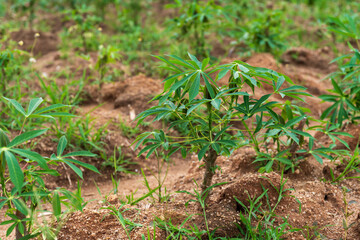 Cassava trees that start to attach green leaves