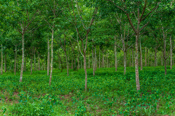 Par rubber tree that started to grow in the wet season.