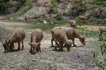 A herd of buffalo that muds up and walks foraging in the forest