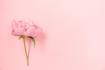 Delicate pink peony flower on light pink background.