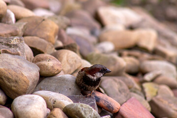 Obraz premium sparrow on a rock
