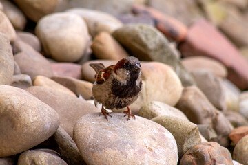 sparrow on a rock