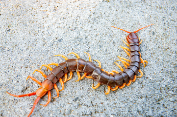Centipedes are poisonous animals with many legs.