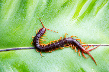 Centipedes are poisonous animals with many legs.