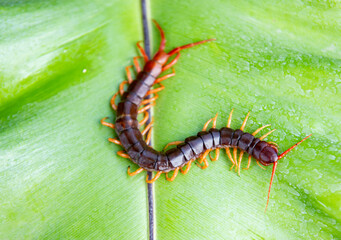 Centipedes are poisonous animals with many legs.