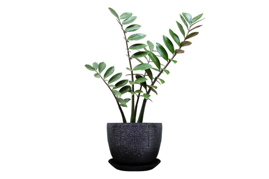 Vase decorate plants flowers rainy season green room hotel fresh interior beautiful wood tree floral wooden table office nature beadroom with work path.