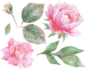 Hand-painted watercolor pink rose and peony set with green leaves. Flower elements design template.